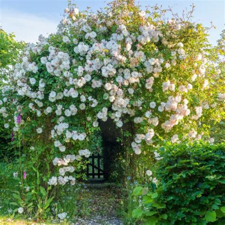 Does climbing rose grow in India