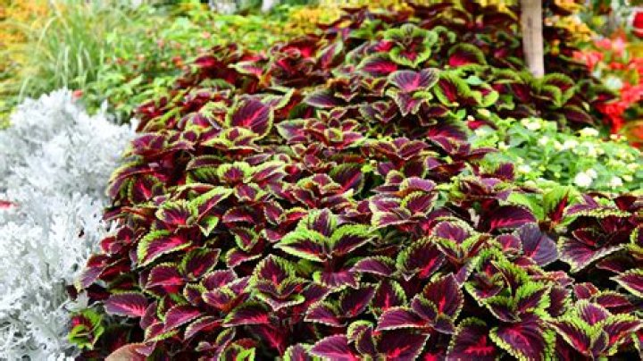 Does coleus grow in full sun
