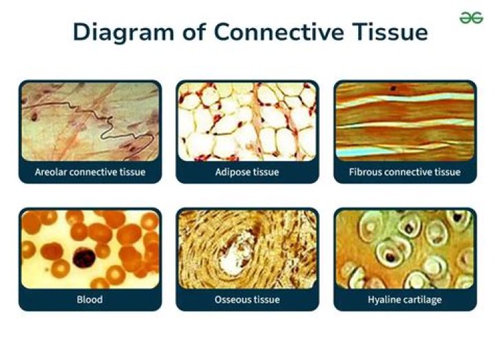 Does connective tissue have intercellular space