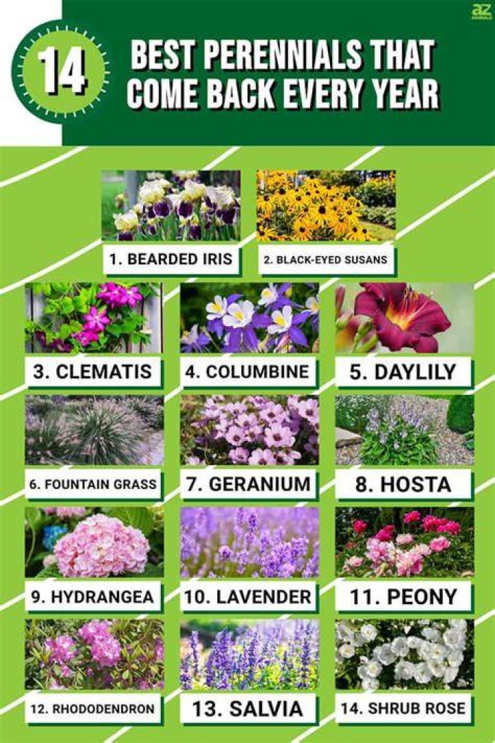 Does Dahlia come back every year