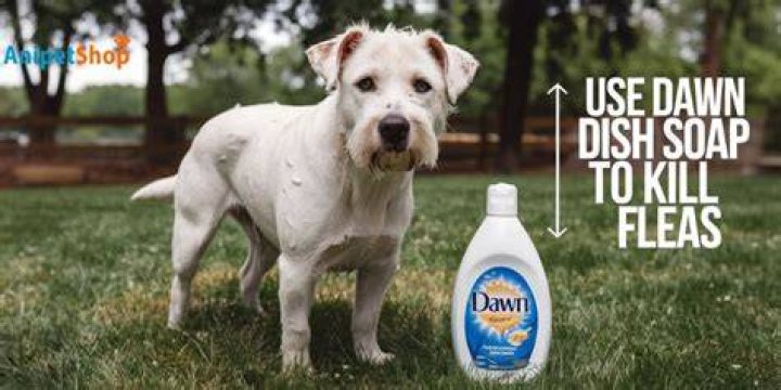 Does dawn and vinegar kill fleas
