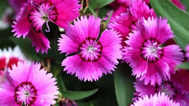 Does dianthus multiply