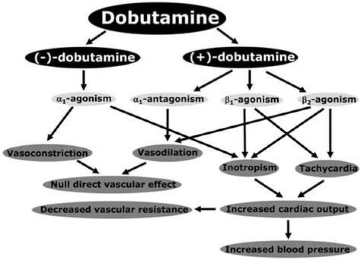 Does dobutamine lower blood pressure