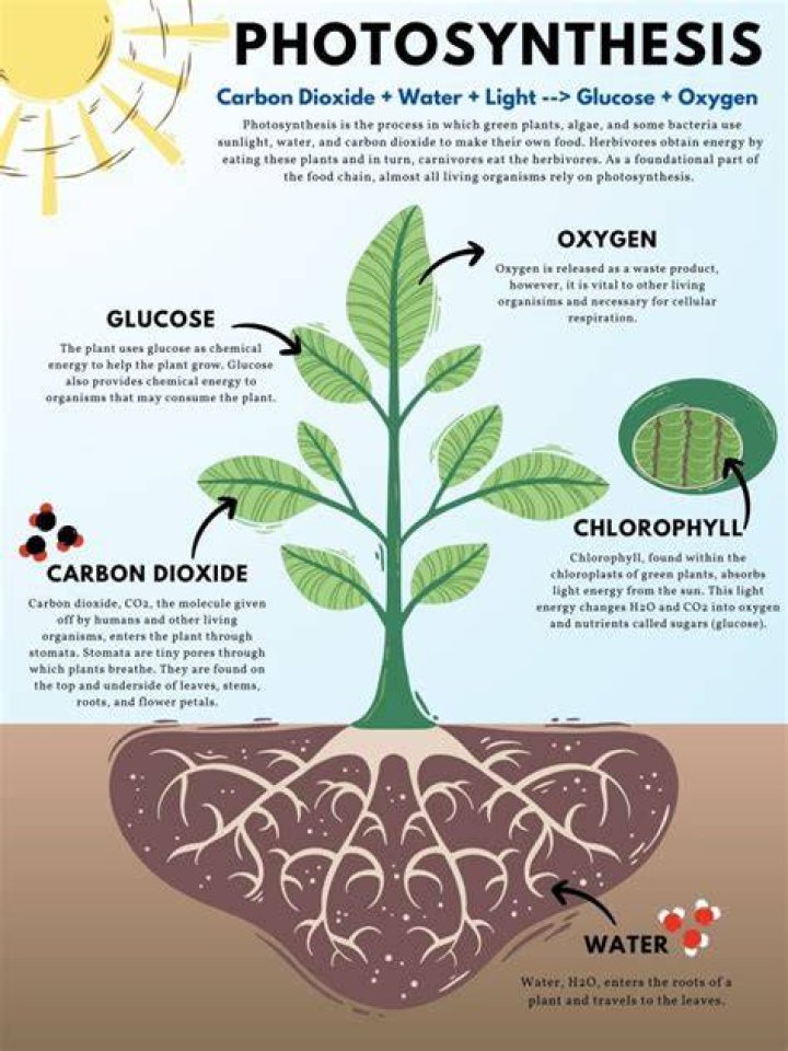 Does food coloring affect photosynthesis