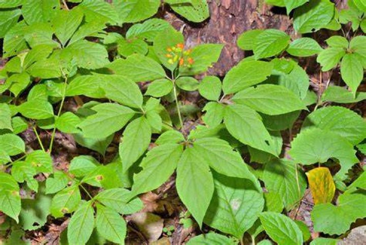 Does ginseng only grow on mountains