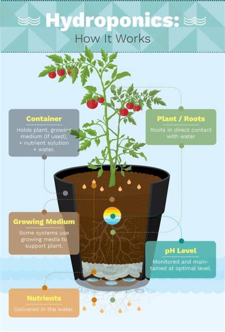 Does hydroponics use soil