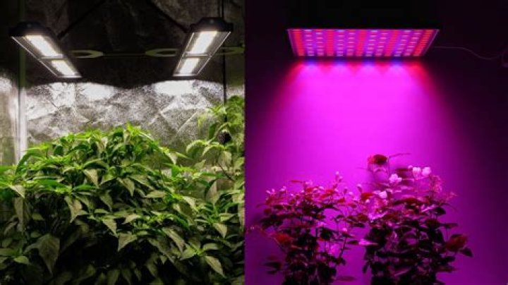 Does infrared light grow plants