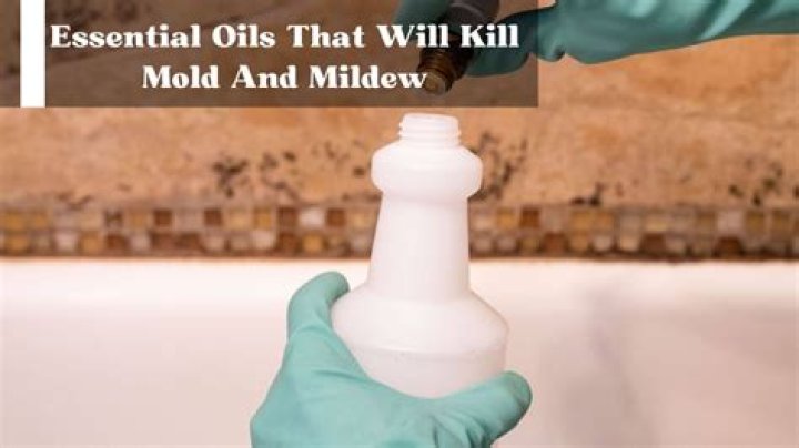 Does lavender oil kill mold