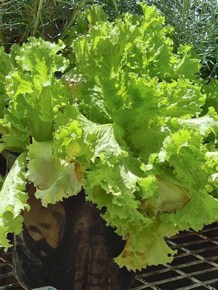 Does lettuce contain laudanum