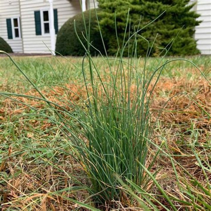 Does lime kill wild onions