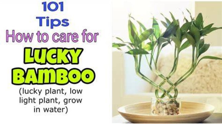 Does lucky bamboo have roots