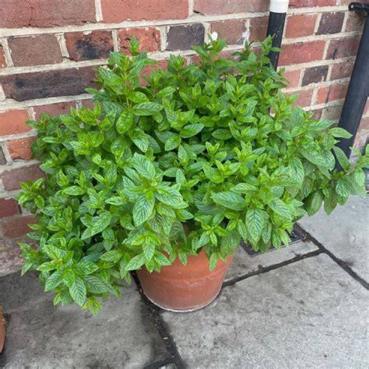 Does mint kill other plants