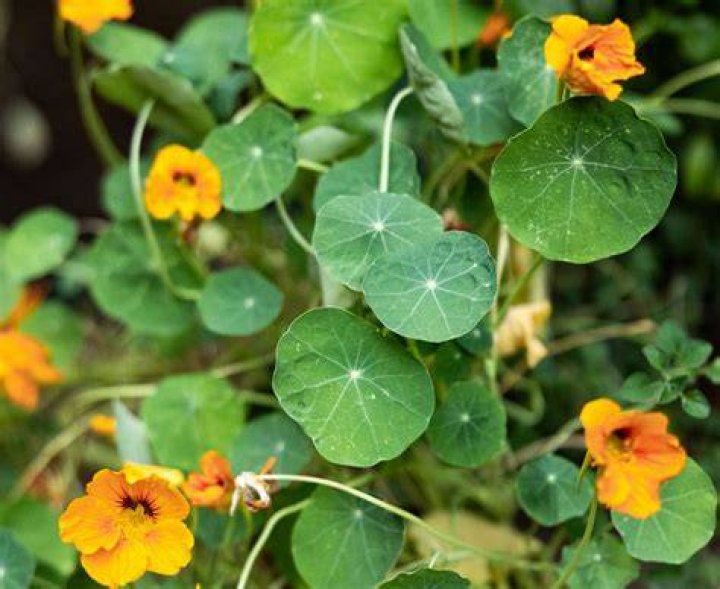 Does nasturtium keep bugs away