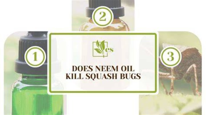 Does neem oil kill squash bugs