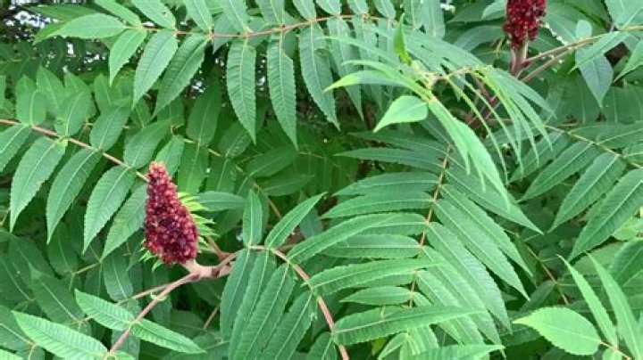 Does Pennsylvania have poison sumac
