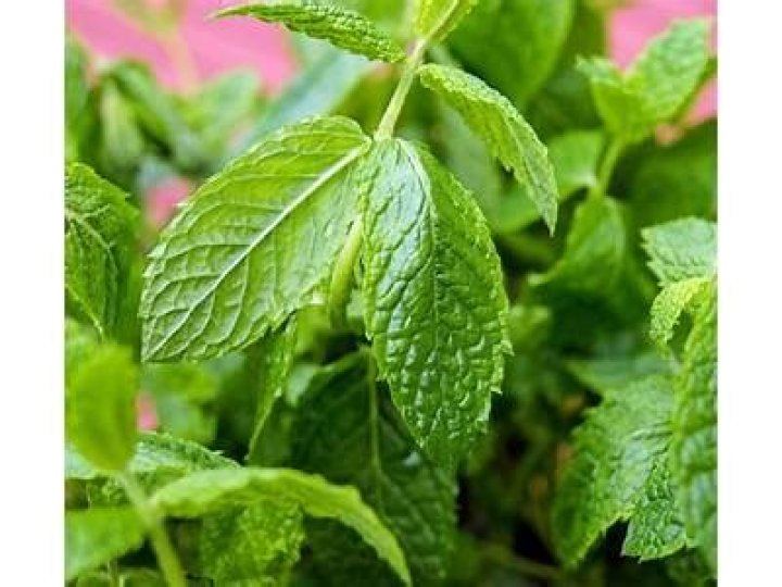 Does peppermint plants keep mosquitoes away