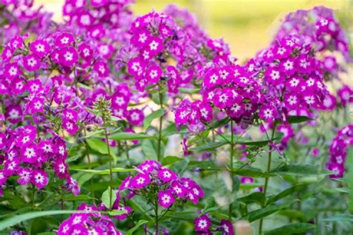 Does Phlox grow wild