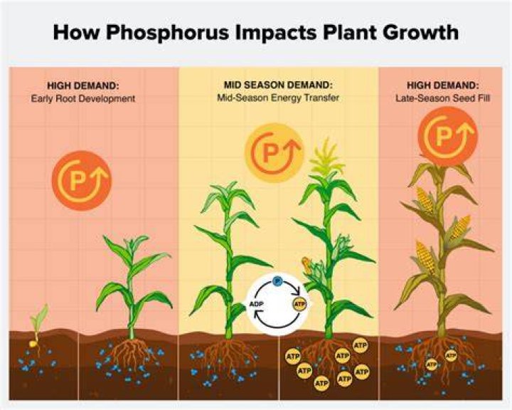 Does phosphorus promote flowering