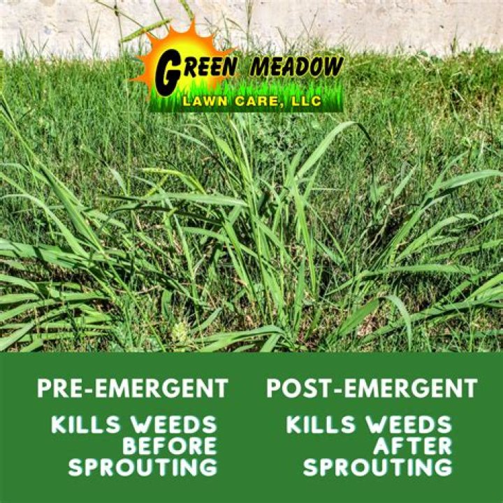 Does pre emergent kill Bermuda grass