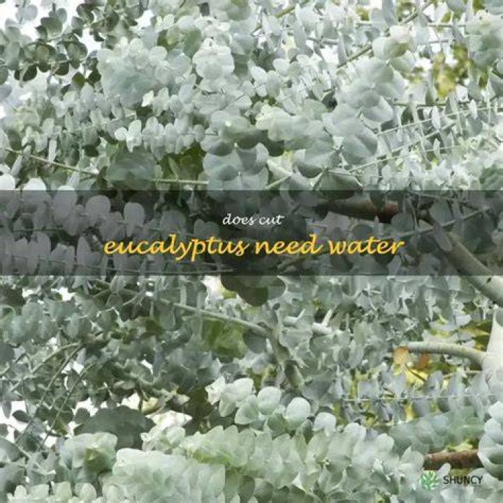 Does preserved eucalyptus need water
