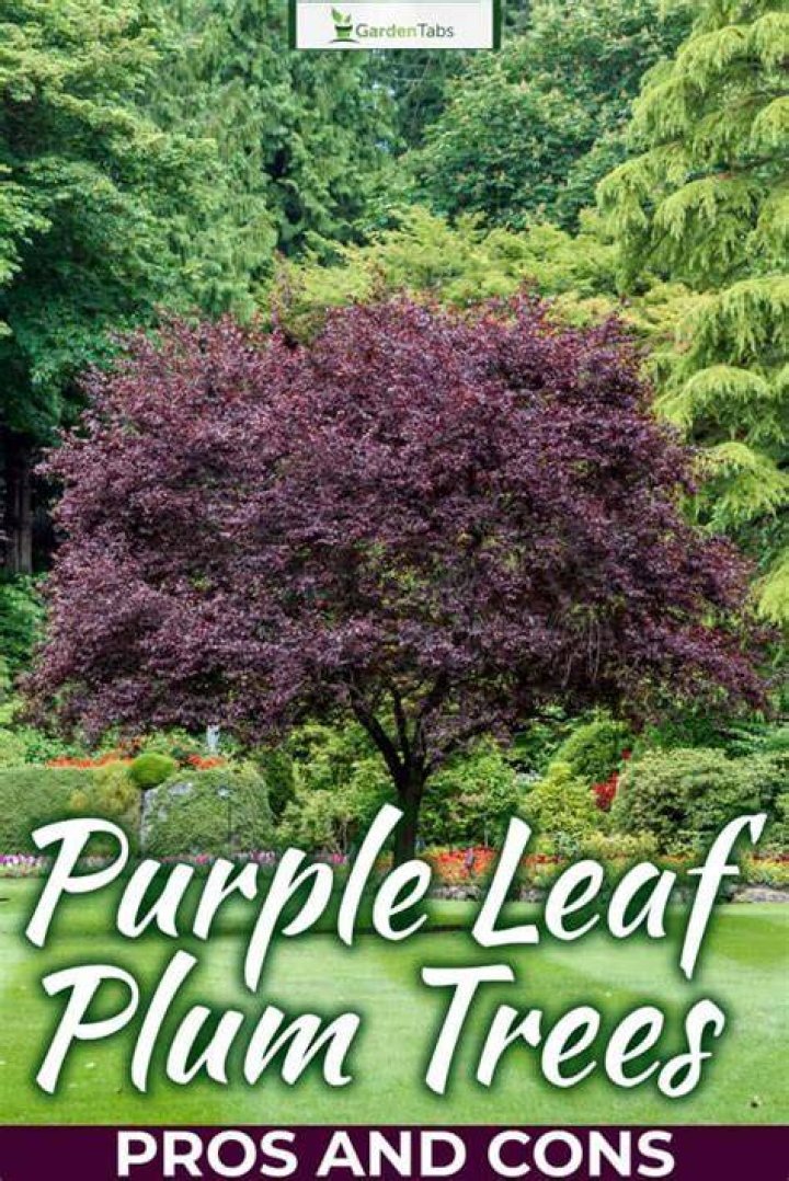 Does Purple Leaf Plum bear fruit