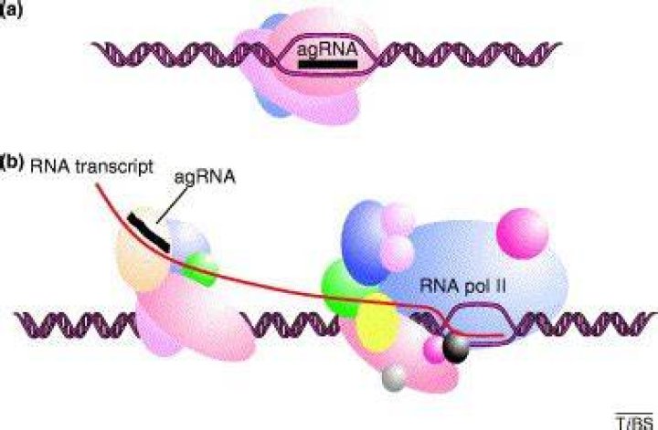 Does RNA bind to DNA