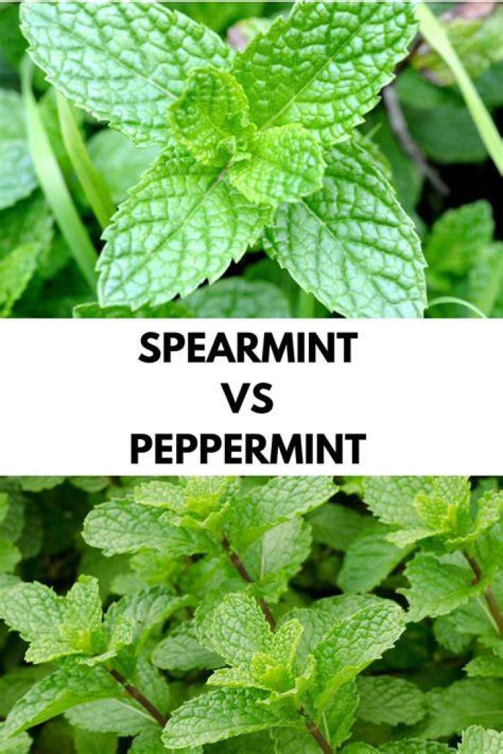 Does spearmint lower BP