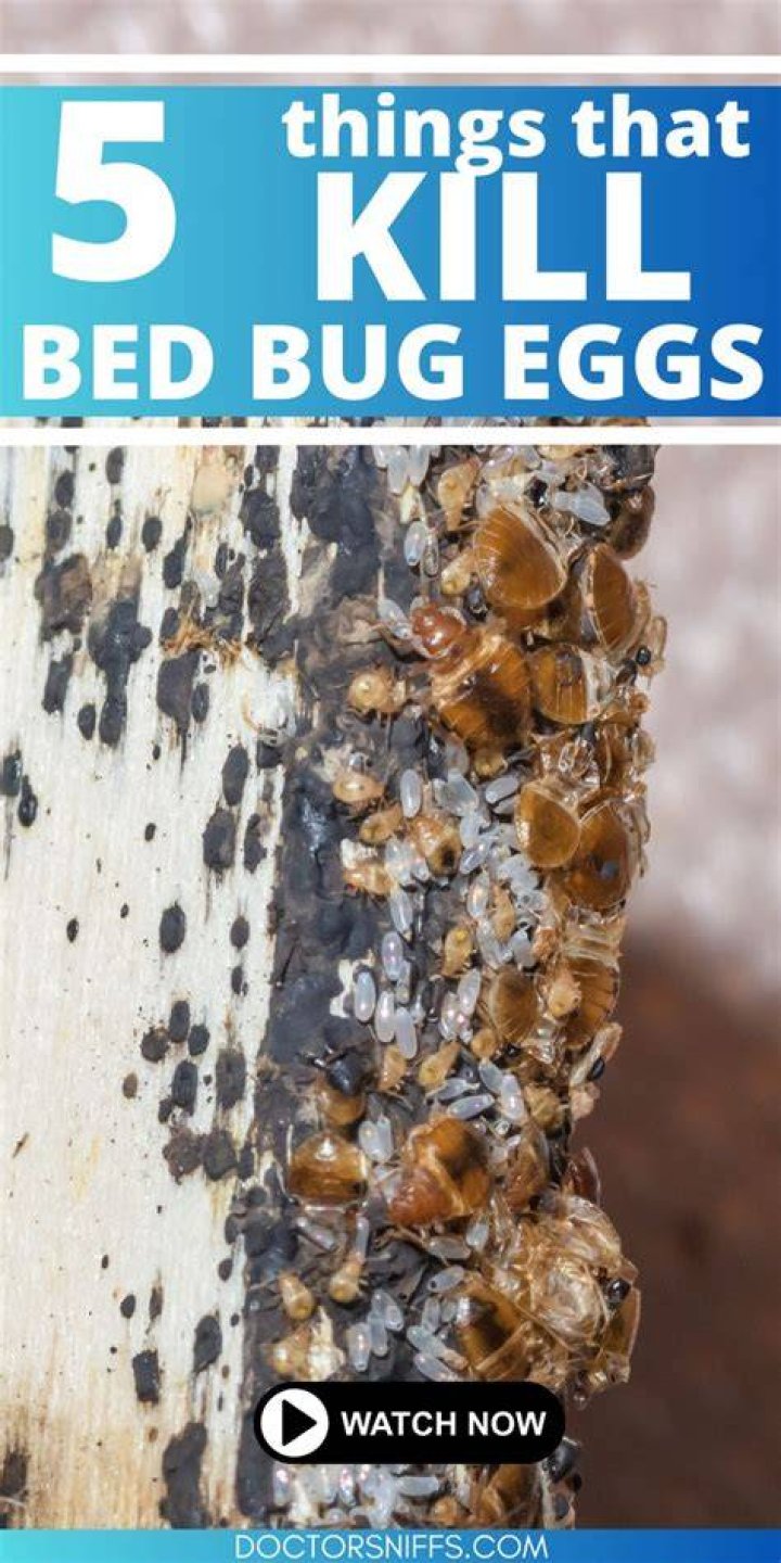 Does steaming kill bed bug eggs