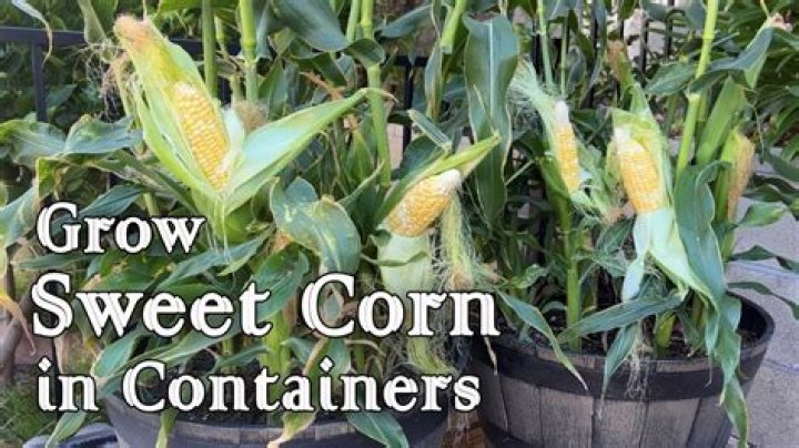 Does sweetcorn like acidic soil