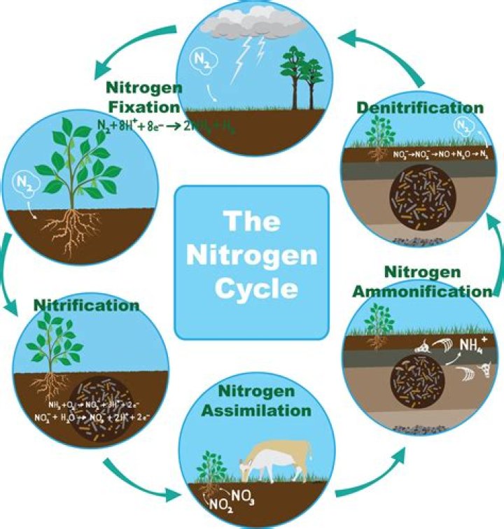Does Tiger Bloom have nitrogen