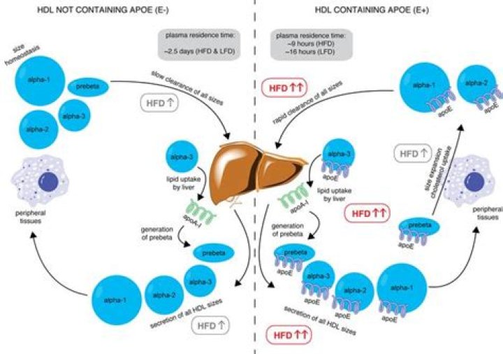 Does unsaturated fat increase HDL