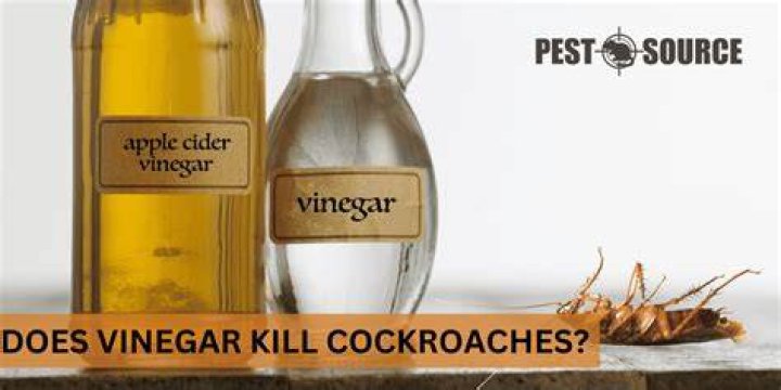 Does white vinegar kill lichen