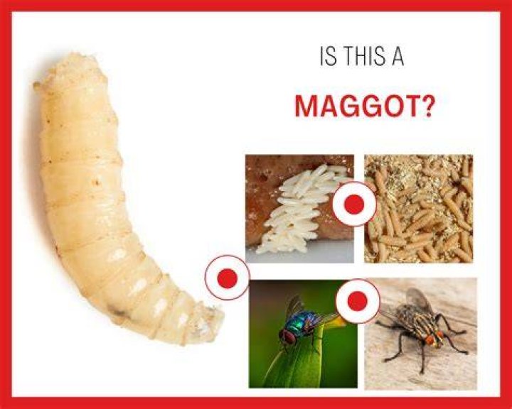 How are maggots formed in humans