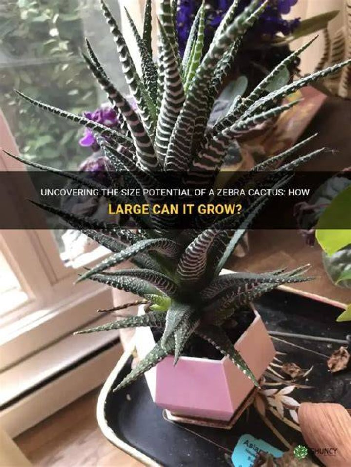 How big can a zebra Cactus get