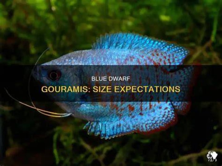 How big do blue dwarf Gouramis get