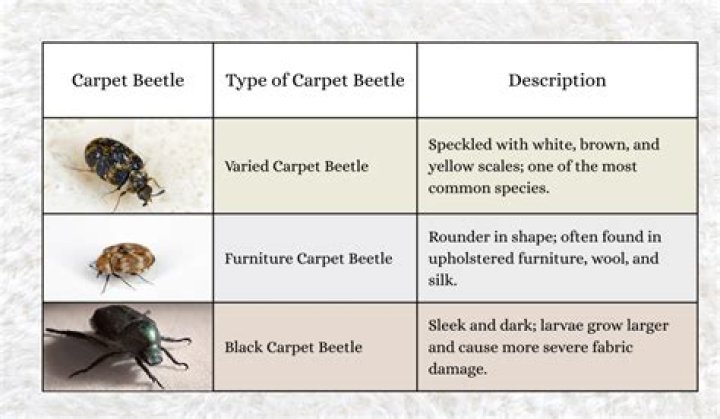 How big do carpet beetles get
