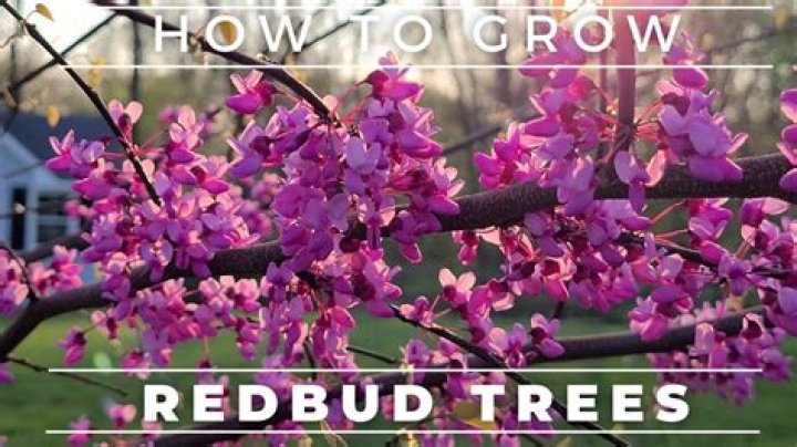 How big do eastern redbud trees get