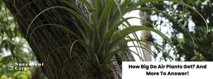 How big do Flamingo plants get