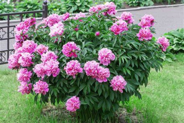 How big do herbaceous peonies get