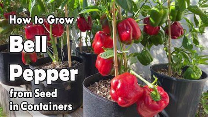 How big do Peter pepper plants get