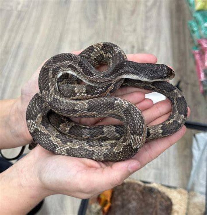 How big do Texas rat snakes get