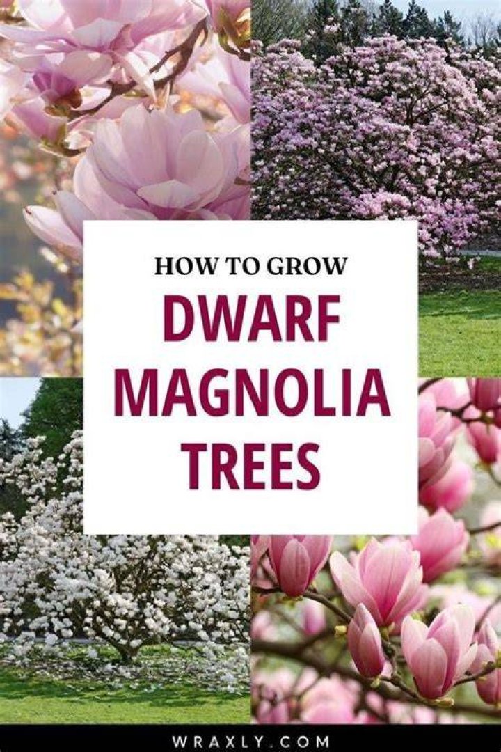 How big does a magnolia tree get