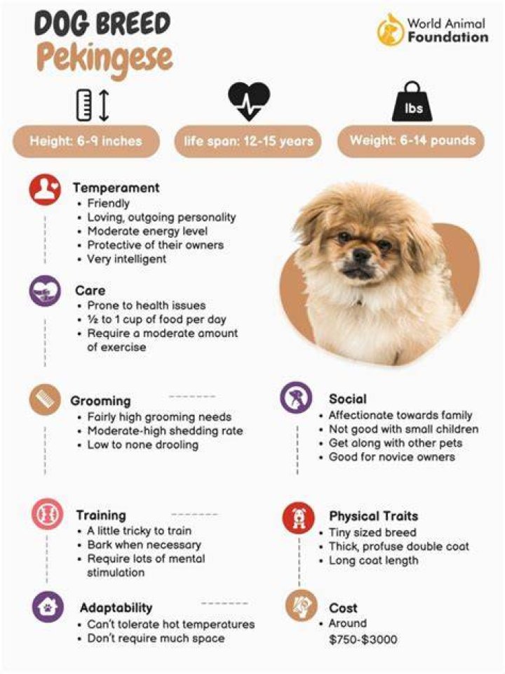 How big does a Pekingese grow