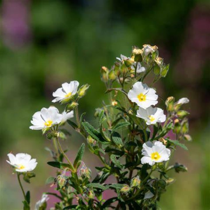 How big does a rock rose grow