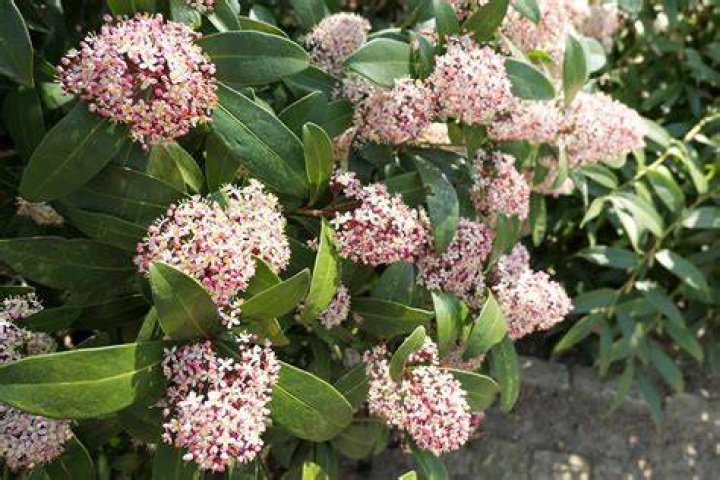 How big does a skimmia grow