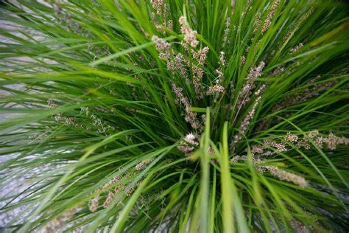 How big does Lomandra grow
