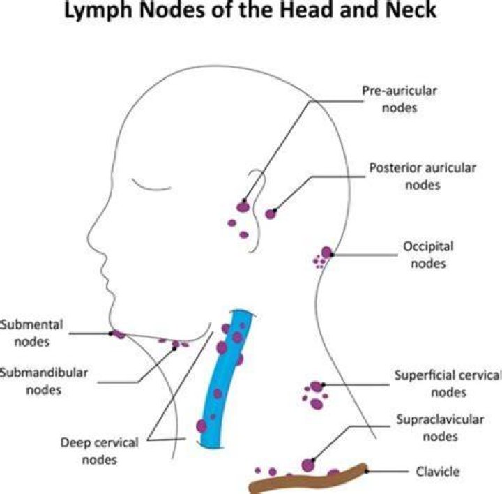 How big is the occipital lymph node