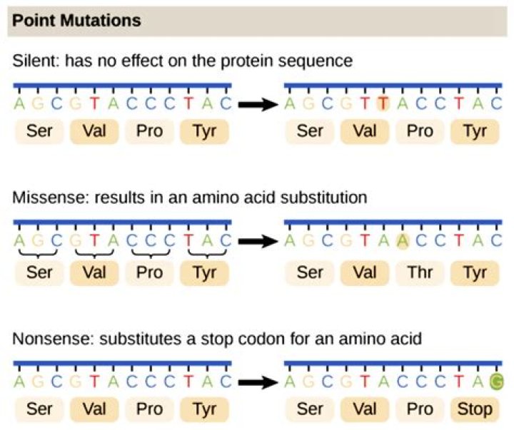 How can a mutation affect an organism