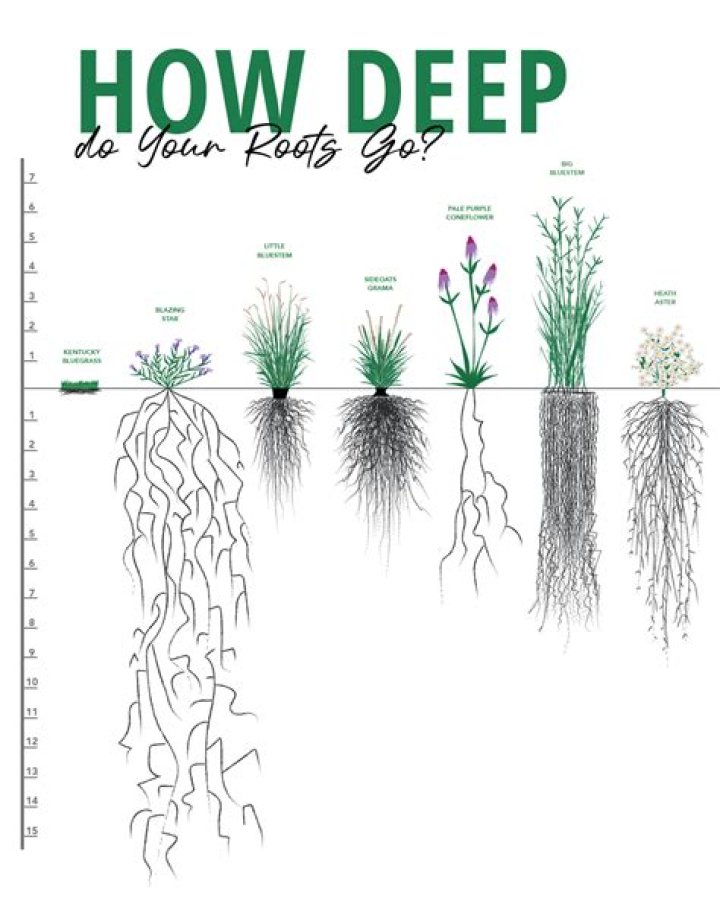 How deep do alfalfa roots go