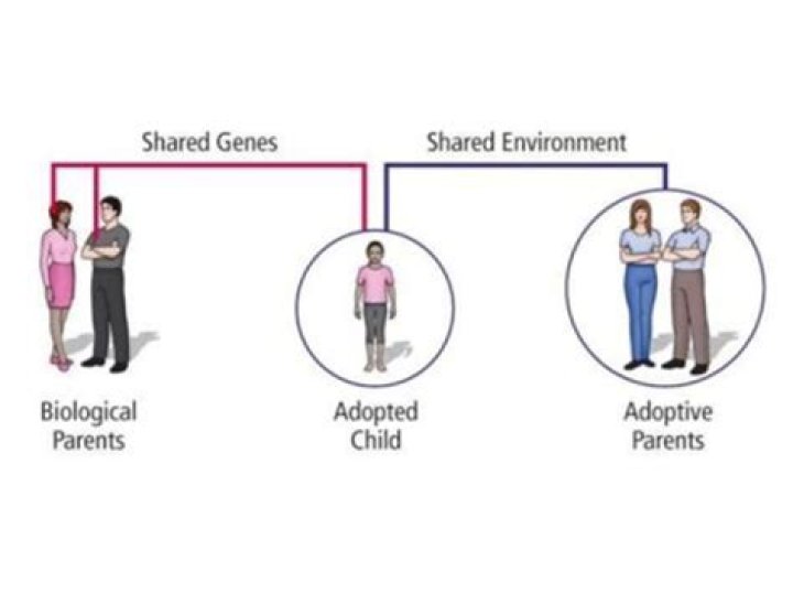 How do adoption studies help us understand development